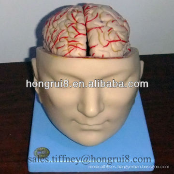 Modelo detallado de la anatomía del cerebro del cerebro con las arterias en la cabeza, modelo principal, modelo del cerebro